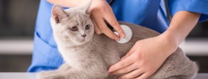 cat in the vet