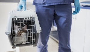 vet taking care of cat